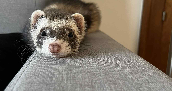 marion pet sitter à LORIENT 56100_3