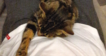 sandrine pet sitter à MOISSY CRAMAYEL 77550_4