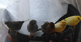 déborah pet sitter à ETAMPES 91150_6