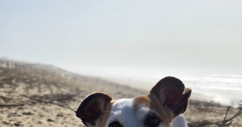 nathalie pet sitter à BRUGES 33520_0