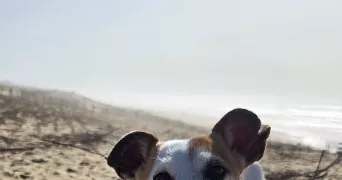 nathalie pet sitter à BRUGES 33520