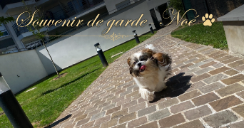 benjamin pet sitter à PONTAULT COMBAULT 77340_4
