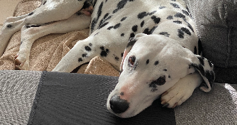 valérie pet sitter à BREAL SOUS MONTFORT 35310_7