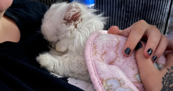 juliette pet sitter à PAU 64000_2