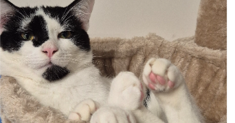 nolan pet sitter à PONT ST ESPRIT 30130_0