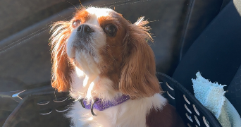 valerie pet sitter à ROMANS SUR ISERE 26100_3