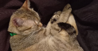 jeanne pet sitter à ANNECY 74000_0