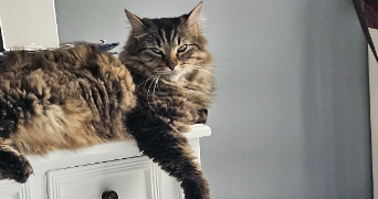 carole pet sitter à Courbevoie 92400_5