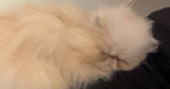 rosalie pet sitter à MONTPELLIER 34000_1