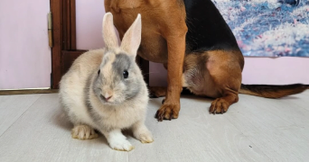erwann pet sitter à ANGERS 49000_3