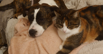 anne pet sitter à Féchain 59247_8