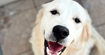 eloise pet sitter à Billy berclau 62138_0