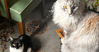 laury pet sitter à ST PIERRE DE CHANDIEU 69780_3