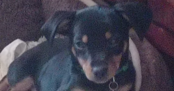 Stephanie pet sitter à LE CATEAU CAMBRESIS 59360_2