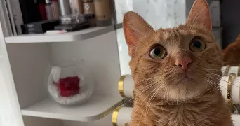 chloe pet sitter à villeparisis 77270