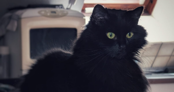 kévin pet sitter à SAVERNE 67700_2