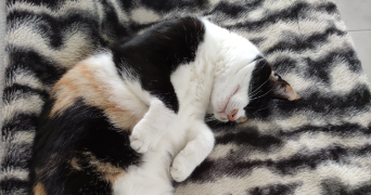 inès pet sitter à TOULENNE 33210_2