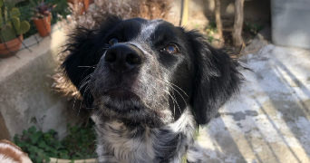 kiara pet sitter à MONTPELLIER 34000_5