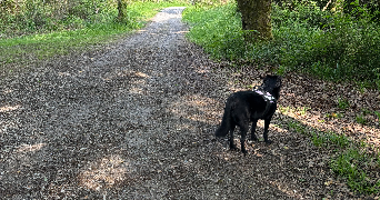 lyne pet sitter à USTARITZ 64480_0
