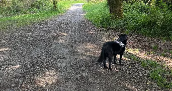 lyne pet sitter à USTARITZ 64480