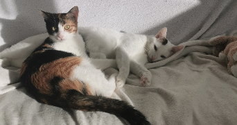 aurore pet sitter à CHELLES 77500_1