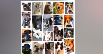 huan dog sitter à FARAMANS 01800_0