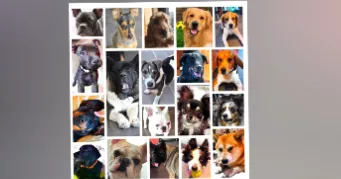 huan dog sitter à FARAMANS 01800