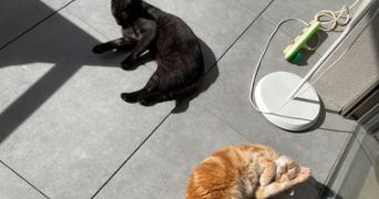 sharon pet sitter à SURESNES 92150_3