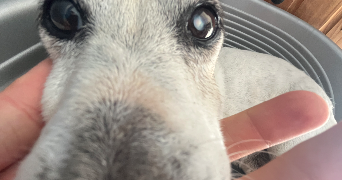 maxence dog sitter à PARIS 15 75015_3