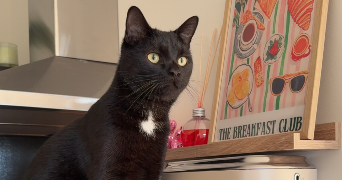 anaïs pet sitter à PRINGY 77310_1