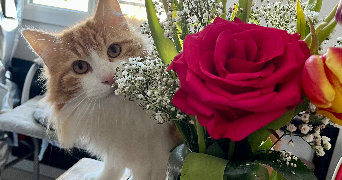 lola pet sitter à ANGOULEME 16000_2