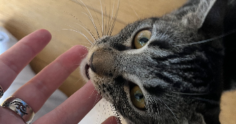 chloé pet sitter à CHOISY LE ROI 94600_3