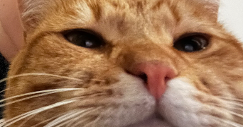 evan pet sitter à MAGNY LE HONGRE 77700_1