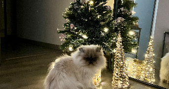 margot pet sitter à ST PIERRE DU MONT 40280_1