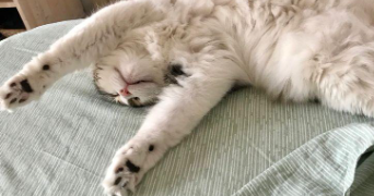 laura pet sitter à BORDEAUX 33100_7