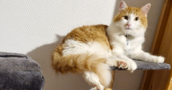 alexandra pet sitter à VAUMORT 89320_6