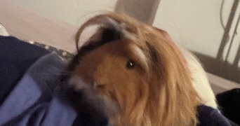 israe pet sitter à BOURGES 18000_1