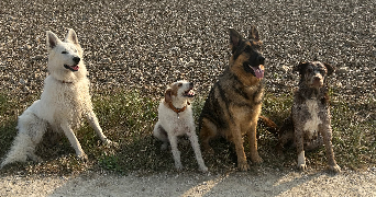 maureen pet sitter à RANTON 86200_2
