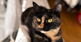 laure pet sitter à BOULOGNE BILLANCOURT 92100_1