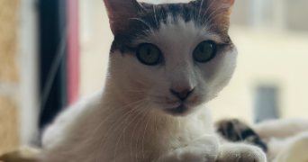 lilas pet sitter à DECIZE 58300_1
