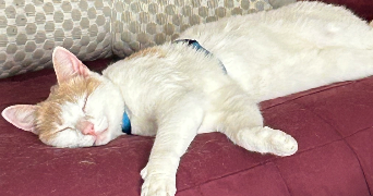 oriane pet sitter à VALENCE 26000_1