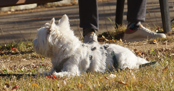 lilia pet sitter à VINCENNES 94300_2