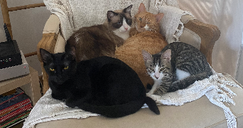 lucie pet sitter à TOULOUSE 31200_2