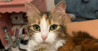 célya pet sitter à AGEN 47000_2