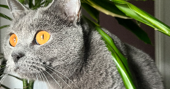 dounia pet sitter à VENISSIEUX 69200_3