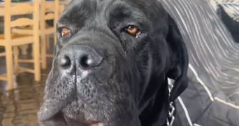 marie pet sitter à PREMESQUES 59840_8