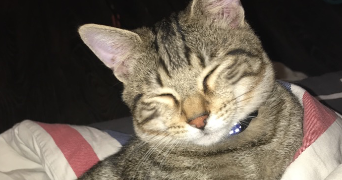 Lara pet sitter à METZ 57000_0