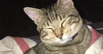 Lara pet sitter à METZ 57000
