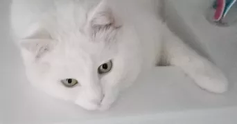 cindy pet sitter à Mozac 63200