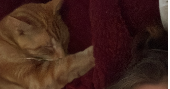 christelle pet sitter à MONTEREAU FAULT YONNE 77130_0